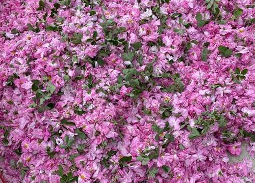 turkiye/isparta/keciborlu/la-vie-en-rose-otel_c4da5654.jpg