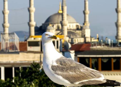 turkiye/istanbul/fatih/efendi-hotel-141590y.jpg