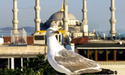 turkiye/istanbul/fatih/efendi-hotel-141590y.jpg