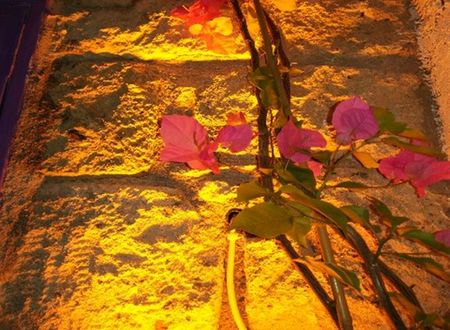 turkiye/izmir/cesme/alacati-lavender-butik-otel-7e5f3437.jpg