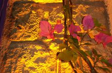 turkiye/izmir/cesme/alacati-lavender-butik-otel_baecf1aa.jpg