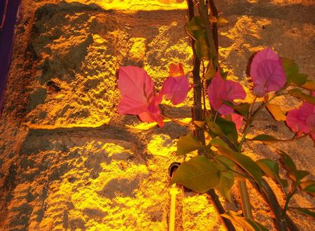 turkiye/izmir/cesme/alacati-lavender-butik-otel_baecf1aa.jpg