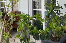 turkiye/izmir/cesme/la-maison-de-yasmine_edda56c5.jpg