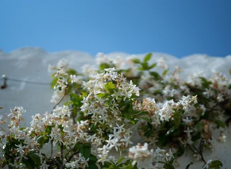 turkiye/izmir/cesme/sedirli-ev-alacati_881130b5.jpg