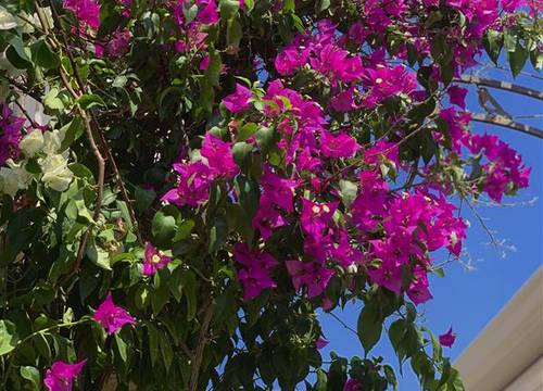 turkiye/izmir/cesme/windmill-alacati-4b256806.jpeg