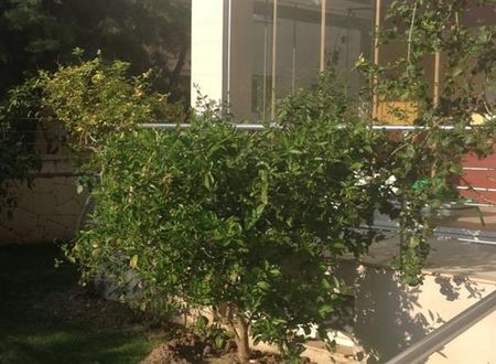 turkiye/izmir/cesme/zeytin-apart-otel-1111145254.jpg