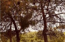 turkiye/izmir/foca/foca-dome-glamping-suits_1b5c9ca8.png