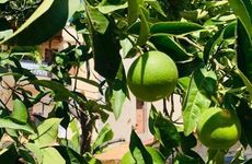 turkiye/izmir/foca/limonade-pansiyon_b36765db.jpg