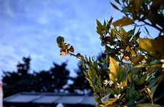 turkiye/izmir/karaburun/tiny-town-kuyucak_f6246781.jpg