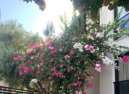 turkiye/izmir/urla/loris-rooms-butik-otel_26c54f77.jpg