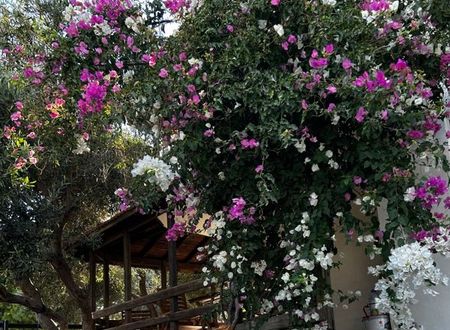 turkiye/izmir/urla/loris-rooms-butik-otel_bf82e2d8.jpg