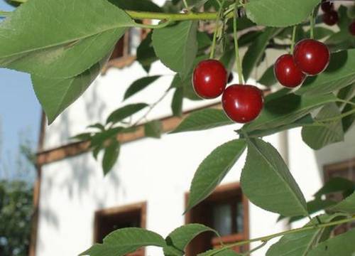 turkiye/karabuk/safranbolu/kuscu-konak-bed-breakfast_a79dc603.jpg