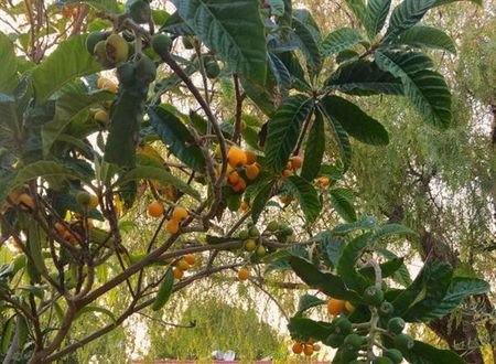 turkiye/kibris/girne/bare-hill-holiday-village-2d6ad61e.jpg