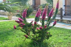 turkiye/kibris/iskele/glaro-garden-hotel-1755653.jpg