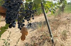 turkiye/kirklareli/kirklareli-merkez/dessera-vineyards-hotel_95120265.jpg