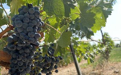 Dessera Vineyards Hotel · 4