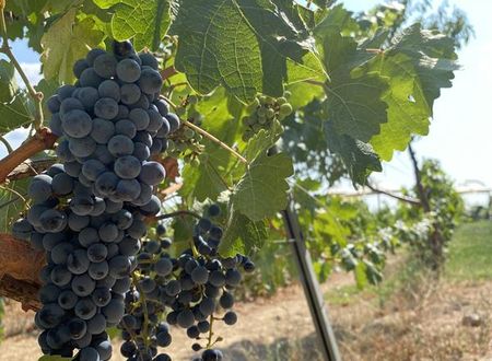 turkiye/kirklareli/kirklareli-merkez/dessera-vineyards-hotel_95120265.jpg