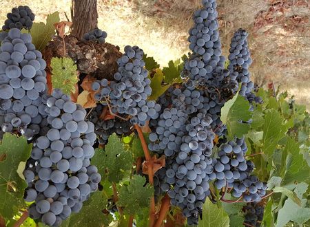 turkiye/kirklareli/luleburgaz/bakucha-vineyard-hotel_62648f5d.jpg