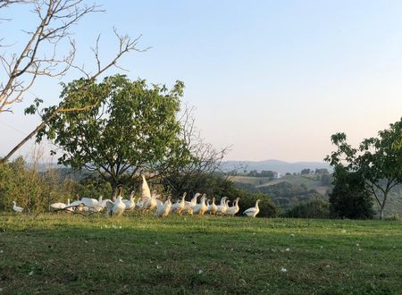 turkiye/kocaeli/izmit/farge-organic-farm-guesthouse_a770868b.jpg