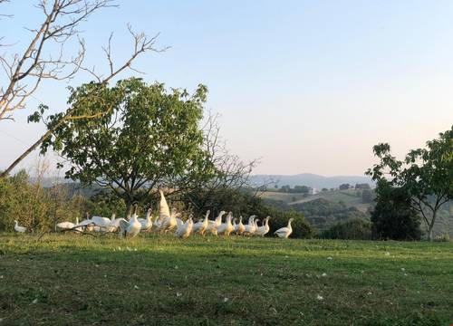 turkiye/kocaeli/izmit/farge-organic-farm-guesthouse_a770868b.jpg