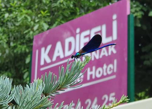 turkiye/kocaeli/kartepe/kadifeli-konak-butik-otel-5268aaaa.jpeg