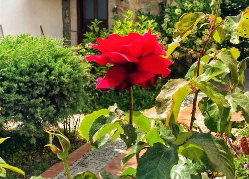 turkiye/mugla/bodrum/arion-resort-hotel-95ecb6b5.jpg