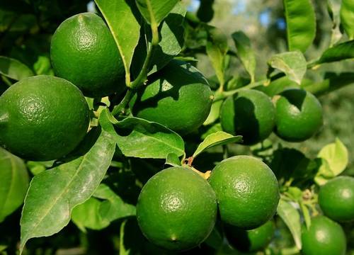turkiye/mugla/bodrum/bodrum-ortakentte-denize-yakin-sitede-yazlik-daire-bd204_bf44aedf.jpg