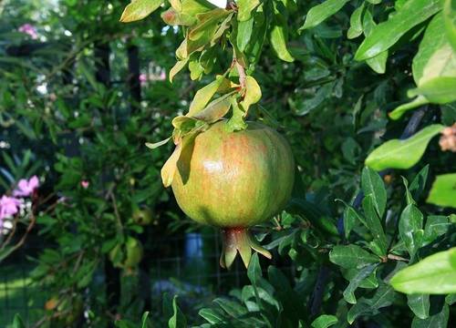 turkiye/mugla/bodrum/bodrum-ortakentte-denize-yakin-sitede-yazlik-daire-bd204_e5003903.jpg