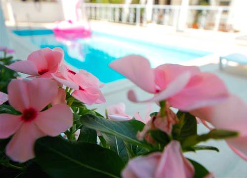 turkiye/mugla/bodrum/hotel-villa-flora-b0b3a4e1.jpg