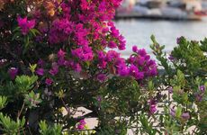 turkiye/mugla/bodrum/my-marin-hotel-9d37ae56.jpg