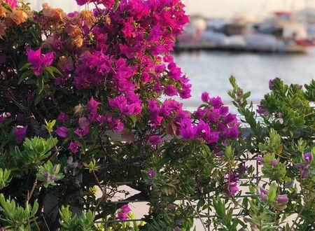 turkiye/mugla/bodrum/my-marin-hotel-9d37ae56.jpg