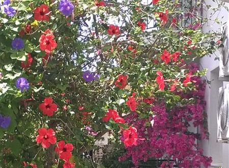 turkiye/mugla/dalyan/isil-suit-7dd0777c.jpg