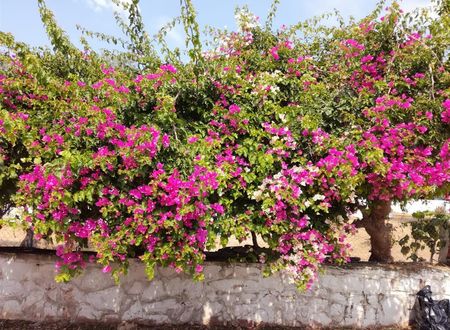 turkiye/mugla/datca/bahar-bahce-datca-02d14ee4.jpg