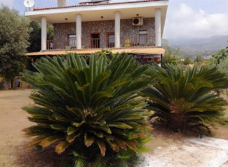 turkiye/mugla/datca/bahar-bahce-datca-f3f0c50b.jpg