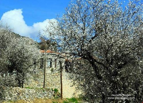 turkiye/mugla/datca/begonvilla_e12ae066.jpg