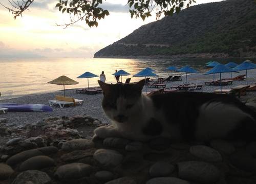 turkiye/mugla/datca/gulbahar-bungalow-restorant_3442a28a.jpg