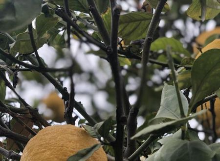 turkiye/mugla/datca/limon-datca_a331b665.jpg