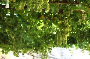 turkiye/mugla/datca/meltem-pansiyon_f270c410.jpg