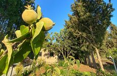turkiye/mugla/datca/palaemon-datca-villa-pusulam_2fc9b21c.jpg