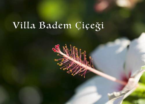 turkiye/mugla/datca/villa-badem-cicegi_27e5c1f6.jpg