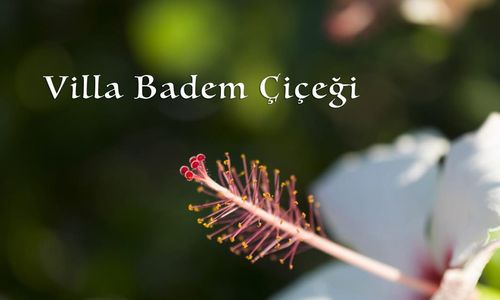 turkiye/mugla/datca/villa-badem-cicegi_27e5c1f6.jpg