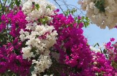 turkiye/mugla/datca/villa-karatas_3b173b77.jpg