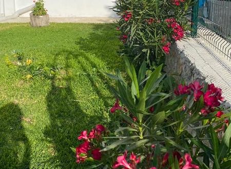 turkiye/mugla/datca/zakkum-evleri-datca_afdef8d8.jpg