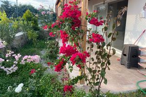 turkiye/mugla/datca/zakkum-evleri-datca_df807ea5.jpg