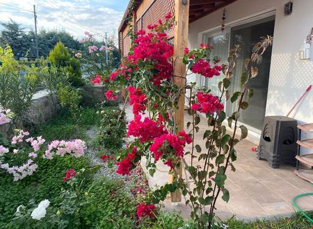 turkiye/mugla/datca/zakkum-evleri-datca_df807ea5.jpg