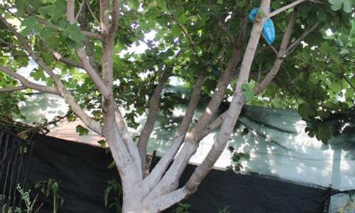 turkiye/mugla/fethiye/aloanda-house_bf7e9ec0.jpg