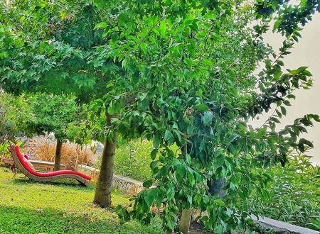 turkiye/mugla/fethiye/ece-boutique-hotel-sovalye-island_bcc92184.jpeg