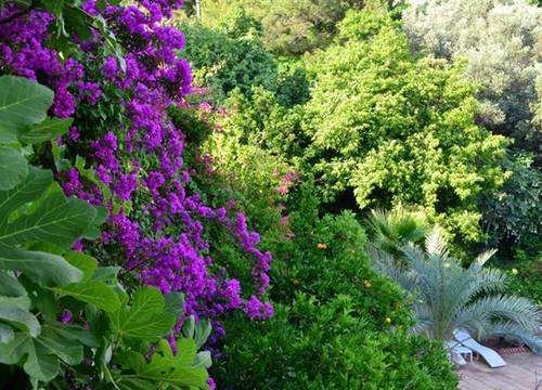 turkiye/mugla/fethiye/paradise-garden-hotel-1738306652.JPG