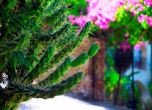 turkiye/mugla/fethiye/paradise-garden-hotel-2034572876.jpg