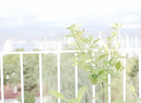 turkiye/mugla/fethiye/perle-house-fethiye_e7d47178.jpg
